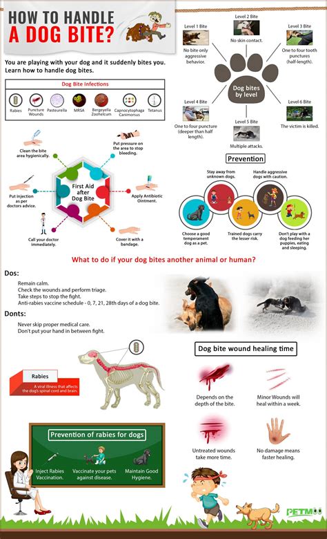 First aid in case of dog bite
