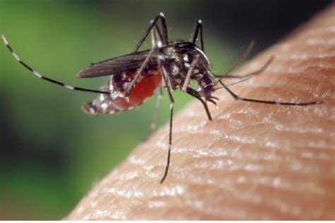 First cases of West Nile virus confirmed in San Bernardino County