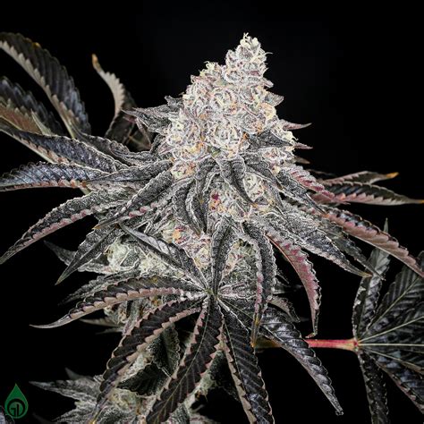 First class funk. The Best Advice You Could Ever Get About First Class Funk Strain. The strain First Class Funk is an indica dominant hybrid with a 60% indica and 40% sativa blend. Harvest created the strain by crossing GMO with Jet Fuel. The First-Class Funk strain genetics give you a window into what you can expect from this strain. A lot of good weed strains ... 