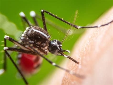 First human case of West Nile virus in Maryland discovered in the Eastern Shore