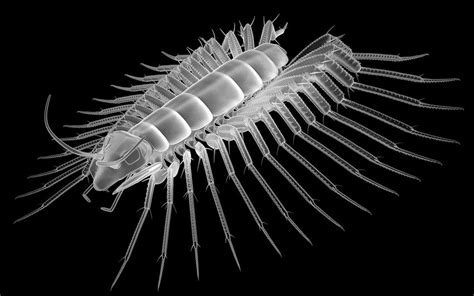 First insect on earth. Evolution of insects. Silurian. Molecular analysis suggests that the hexapods diverged from their sister group, the Anostraca (fairy shrimps), at around the start of the ... Devonian. Carboniferous. Permian. Triassic. 