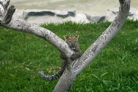 First leopard cubs born in captivity in Peru climb trees and greet visitors at a Lima zoo