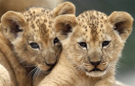 First look at Animal Adventure's new lion cubs