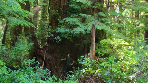 First person: The quest for an ancient colossus, in the wild rainforest of B.C.