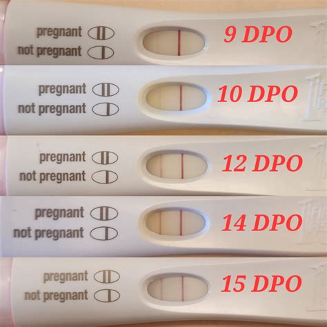 Days 12-14 past ovulation (12-14 DPO) Human 