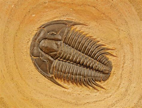 First trilobites. The Rise and Fall of the Trilobites. • Trilobites lived on Earth for almost 300 million years, first appearing in the fossil record around 530 million years ago in the Cambrian. • The name 'trilobite' derives from the fact their bodies are divided into three lobes along their length. • A calcite exoskeleton protected the upper surface of ... 