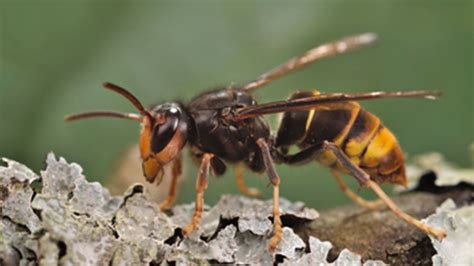 First yellow-legged hornet nest in US eradicated in Georgia