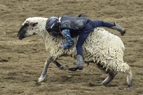 First-timer's guide to the National Western Stock Show