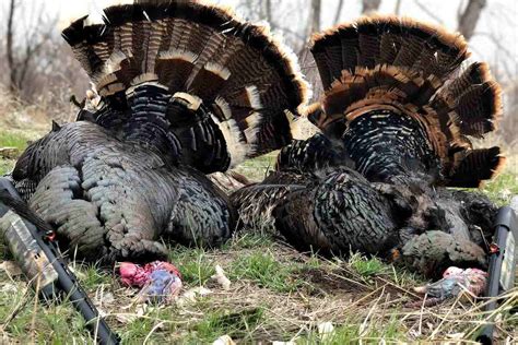 FirstTime Turkey Hunters This Is the Basic Gear You Need Game & Fish