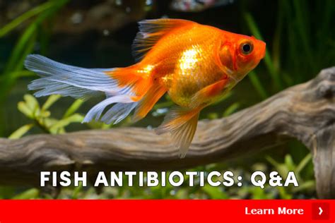 Fish Antibiotics: QA - Valley Vet