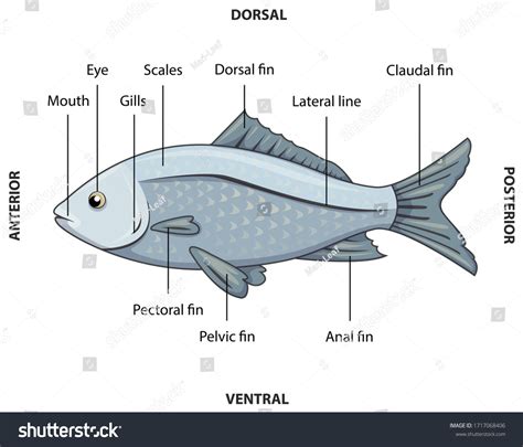 Fish Diagram And Label