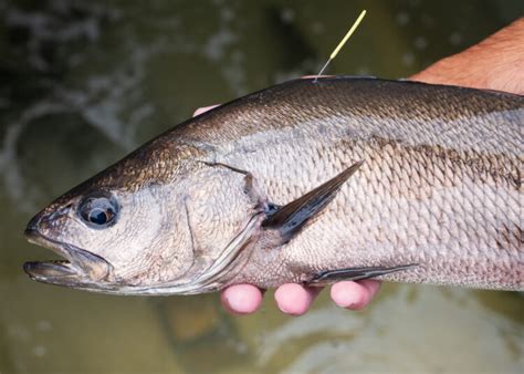 Fish Facts: Dart - Fishing World Australia