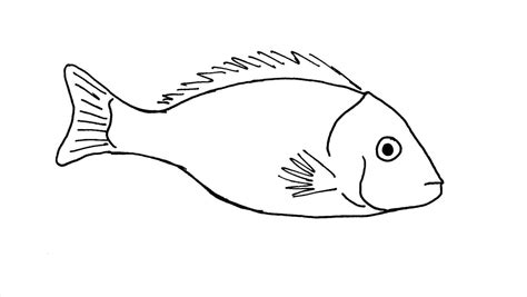 Fish In Bag Drawing