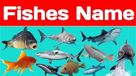 Fish Names in English Name of Fishes Top Ten ... - YouTube