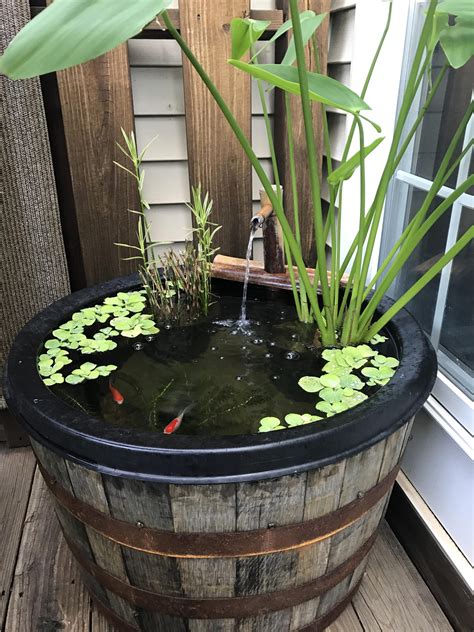 Fish Pond Pot - Photos & Ideas Houzz