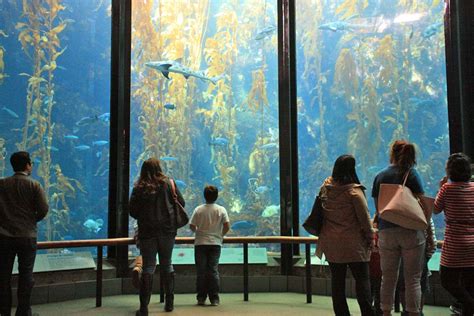 Fish Store in San Francisco, CA Aquarium & Fish Tank …