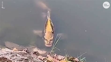 Fish With Human-like Face Spotted By Tourist In Malaysia, Can You Guess