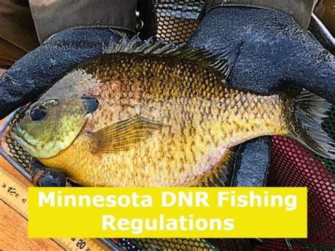 Fish and fishing Minnesota DNR