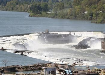 Fish count willamette falls. In the past two weeks, ODFW's fish counting station at Willamette Falls has logged some of the largest daily coho counts of the past 20 years. 