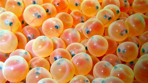 Fish egg. Masago is the edible eggs of capelin fish, a small forage fish used in sushi and other dishes. It's high in protein, vitamin B12, selenium, and omega-3 fatty acids, but … 