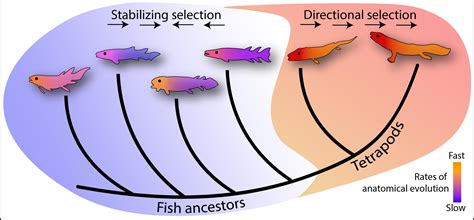 The Evolution of Bones in Fishes. The evolution of bone begins in fish, as they were the first vertebrates. The first bone to evolve in the early fish is different from the bone found in later vertebrates. Bone or osseous tissue is a connective tissue that constitutes the skeleton, internal or external, of vertebrates.. 