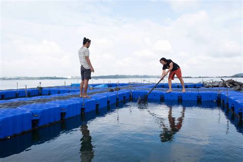 Fish farm. While the taste of fish may not be appealing to all taste buds, fish oil supplements offer an additional dietary source of omega-3 fatty acids, which help your body function in a v... 