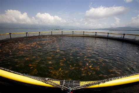 Fish farms near me. Things To Know About Fish farms near me. 
