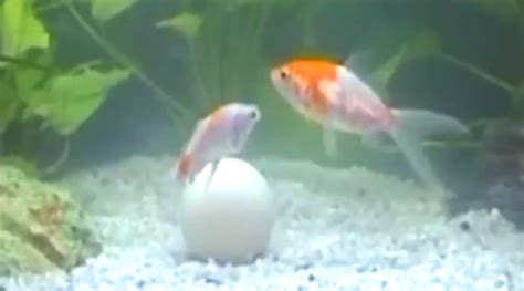 Fish food golf balls. Things To Know About Fish food golf balls. 
