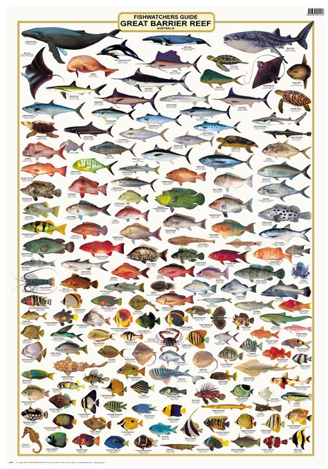 Fish identification. Things To Know About Fish identification. 