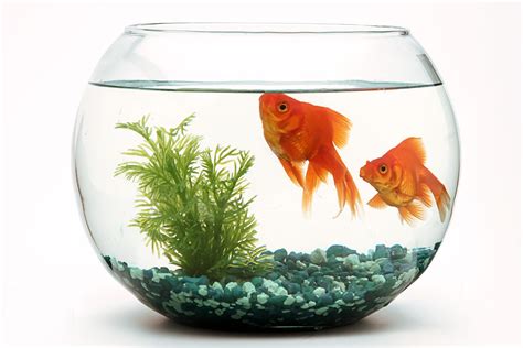 Fish in bowl. With the proper maintenance and nurturing, your fish can live inside a bowl in the same way it’d have inside a fish tank. Goldfish can live in a bowl with or without an air pump. The air pump circulates and aerates the water. Without it, you should change 50-75% of the water daily to get rid of the dirt in it. Plants clean the water too. 