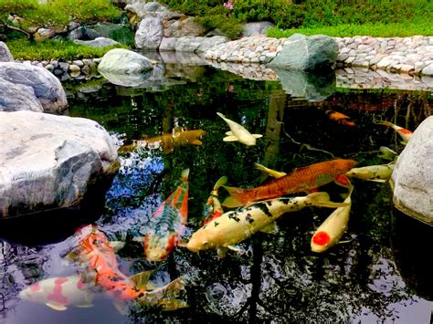 Fish in koi pond. A koi pond typically has a minimum depth of 3'-4', usually 5'-6' deep to avoid predators, but can also be much deeper. The deeper the koi pond, the bigger, healthier, and stronger … 