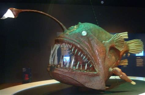 This deep sea creature, the whalefish (Cetomimidae), has a whale-like body, a gaping mouth, no fins or scales and a deep lateral line, which detects vibrations in the water.The first specimens were discovered by two Smithsonian scientists in fish collections at the National Museum of Natural History more than a century ago.. 