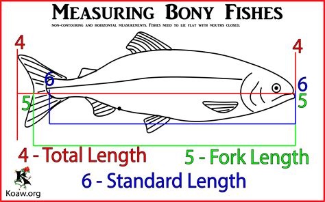 Fish measurement - Wikipedia