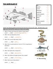 Fish morphology worksheet answer key.  Part A- Fish Morphology Most fishes are member...