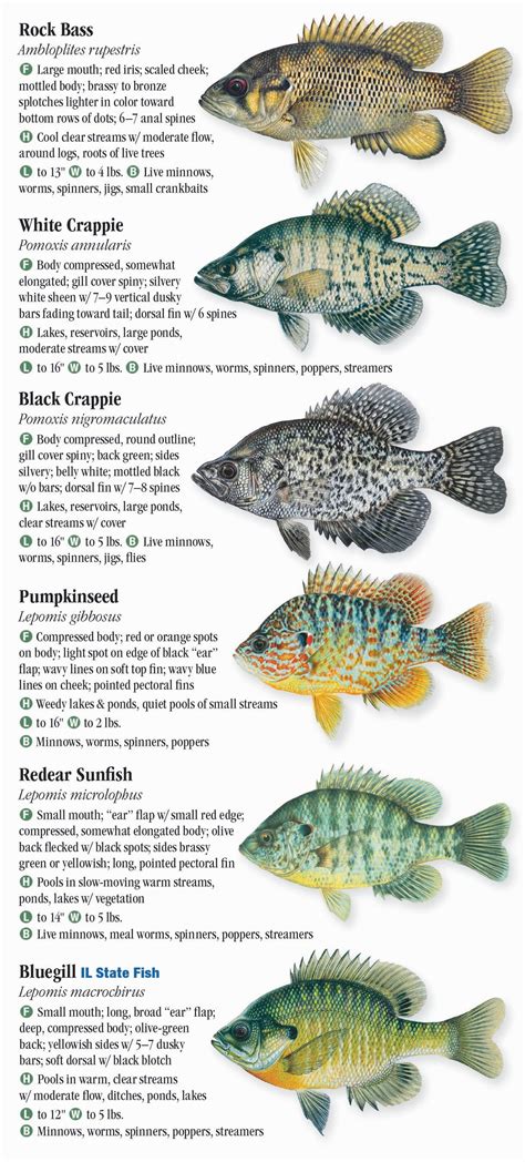 Fish of illinois field guide fish identification guides. - Johnson outboard motor repair manual 1983.