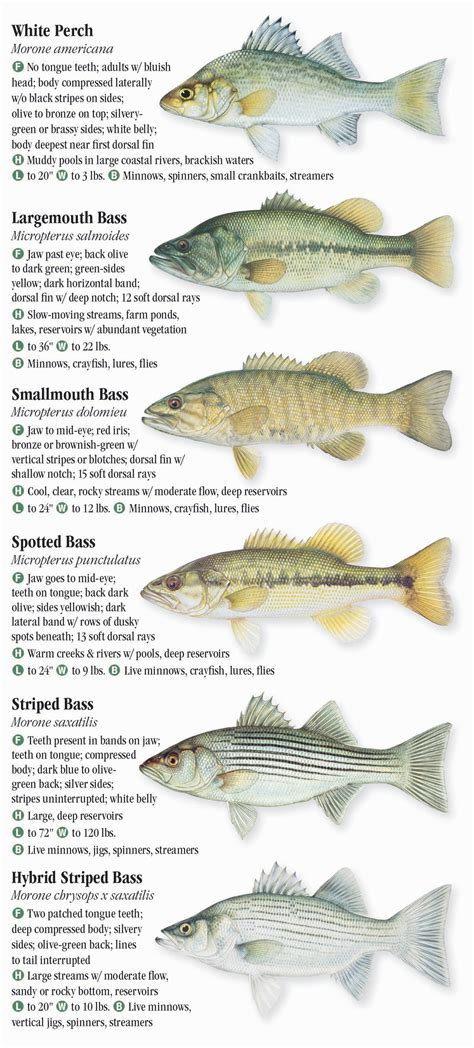 A brief description of these species’ life histories and some information on additional species follows. Largemouth Bass. The largemouth bass is a large predatory fish that belongs to the sunfish family. It is one of three kinds of black bass found in Kansas, the others being the smallmouth and spotted or Kentucky bass.. 
