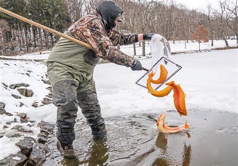 Feb 2, 2023 · Ahead of the 2023 trout fishing season, the Pennsylvania Fish and Boat Commission has released dates for trout stocking. ... the commission is stocking 70,000 trophy-sized brood fish, which are 2 ... . 