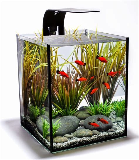 Fish tank the ultimate aquarium guide. - Todo por una nalga y otros cuentos.