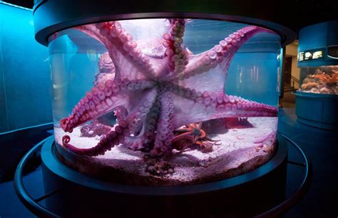 Fish tank with octopus. The giant Pacific octopus is usually reddish-brown in color. The average size is 16 feet (4.9 m) in length from the top of its body (mantle) to the tip of its arms. An average adult weighs 132 lbs. (59 kg). This species tends to be small when it lives in warmer water and larger in colder waters, such as the North Pacific. 