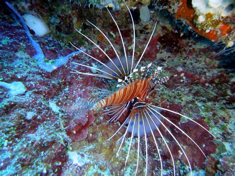 May 15, 2019 · There are over 1,200 venomous fish in the ocean, too, including stingrays and lionfish. Lionfish, and invasive species in the Western Atlantic, Caribbean and Gulf of Mexico, have a series of venomous spines lining their back that can cause pain and swelling upon envenomation. . 
