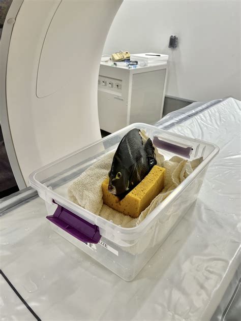 Fish with a funny float gets a CT scan at the Denver Zoo