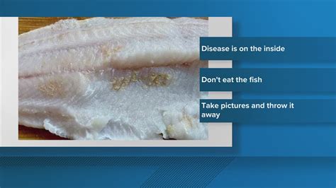 Fish with rare 'sandy flesh' disease discovered in Colorado