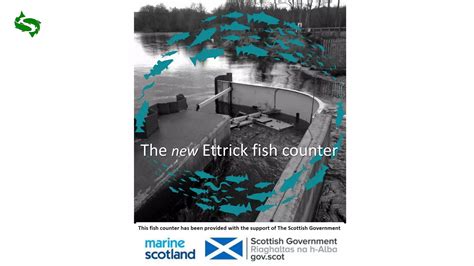 FishTweed - Footage from the Ettrick Fish Counter. The.