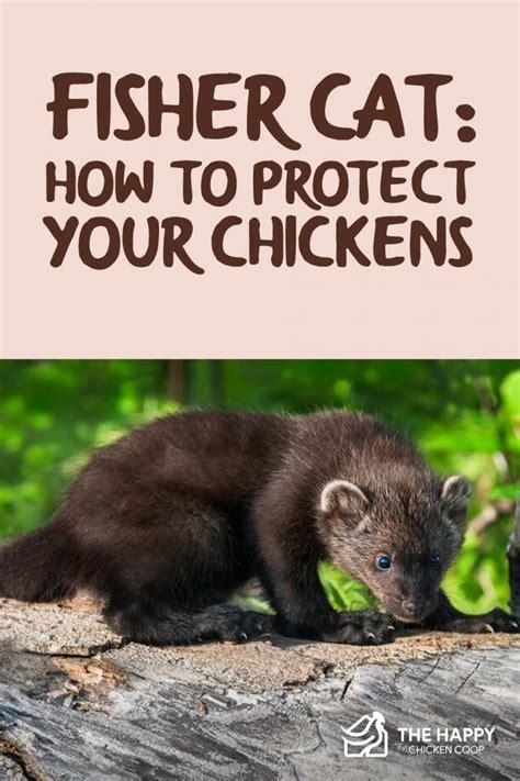 Fisher Cat: How to Protect Your Chickens from Them - The Happy Chicken …