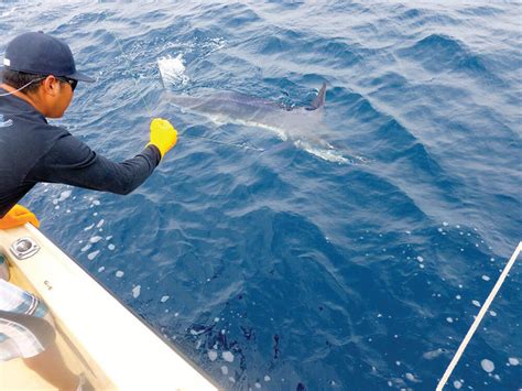 Fisher Guiding: A Captain and His Lucky Lady Fish the Virgin Islands