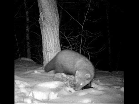 Fisher cat sounds at night. There is a lot of eeriness associated with the Fisher cat call and most of it is to do with the ferociousness of the animal and the creepy sound of the Fisher cats screech, compounded by the fact that it is found in the wilderness and can be heard mainly during nights. 