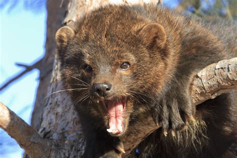 Fisher cats. Reintroducing a Northwest native Latest news: July 2022: Report shows fisher reintroduction from 2015 to 2020 a success so far November 2021: Fishers released at Olympic National Park to boost restoration efforts for housecat-sized member of weasel family In 2002, we began a partnership with the Washington Department of Fish and … 