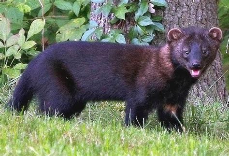Fishercats - Instead, the fisher cat is a type of large weasel. How large? Fisher cats, also called fishers, are about 32-40 inches (81-102 cm) long. Their tails add another 12-16 inches (30-41 cm) of length to their bodies. Females …