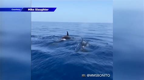 Fishermen spot orcas off Key Largo coast