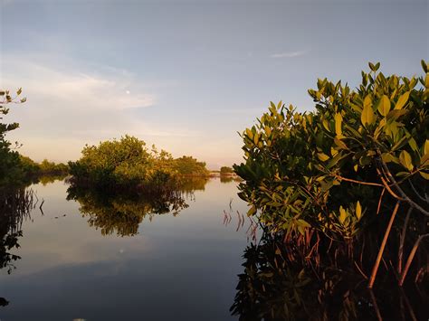 Fishers Among the Mangroves Cultural Survival